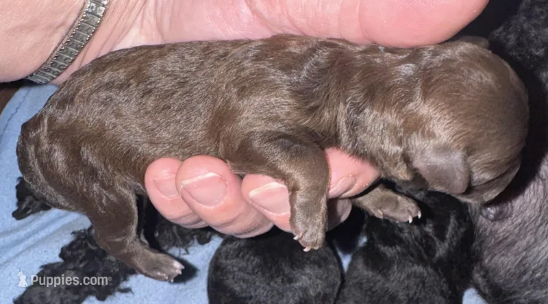 Chocolate female  – Yorkipoo puppy for sale in Cornville, ME