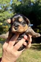 Simon (navy), a male Yorkipoo for sale in Bucksport, ME – 3 of 3