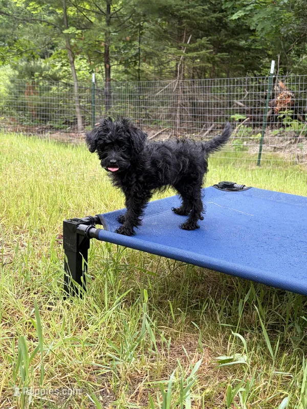 Evies boy 3 orange  – Yorkipoo puppy for sale in Bangor, ME
