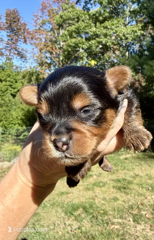 Theodore ( green) – Yorkipoo puppy for sale in Bucksport, ME