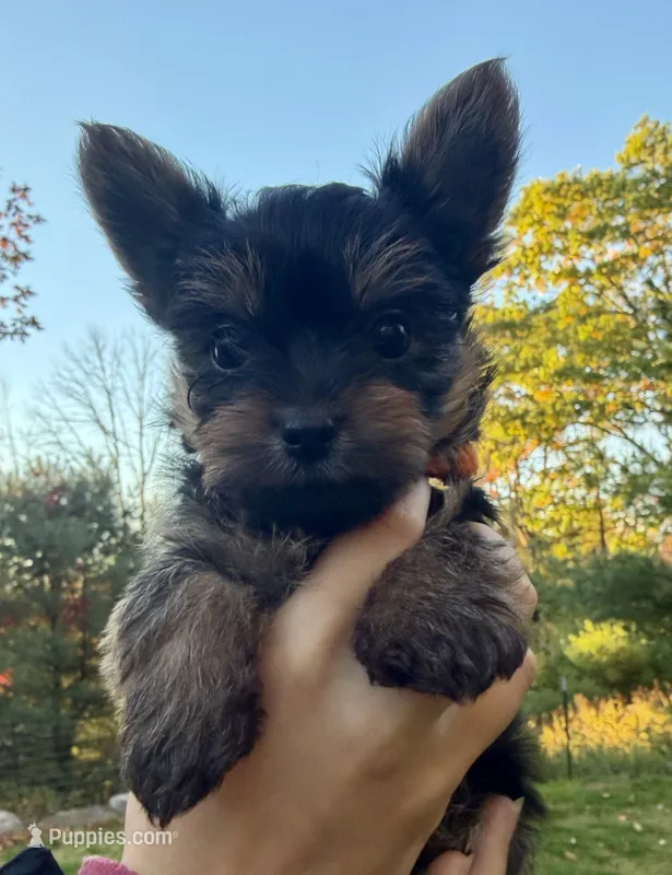 Austin (orange) – Yorkipoo puppy for sale in Bucksport, ME