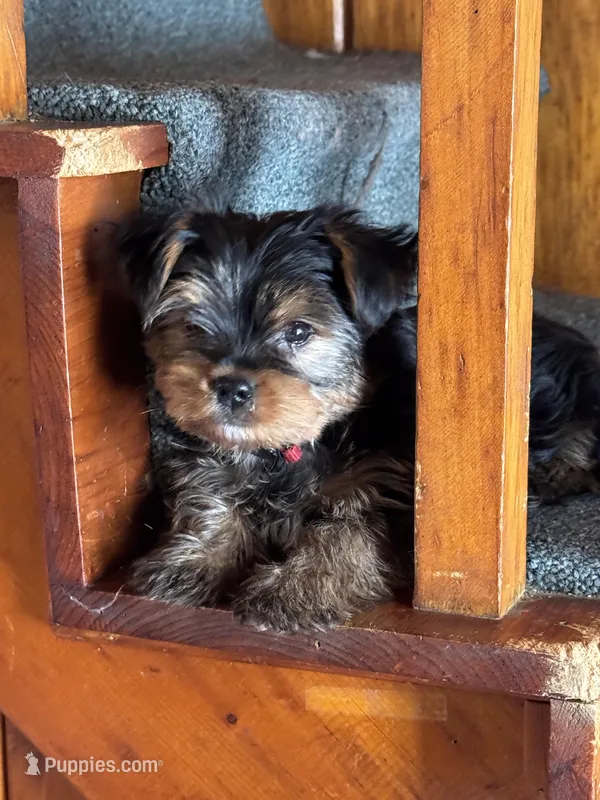 Billie red collar Male  – Yorkshire Terrier puppy for sale in Cornville, ME