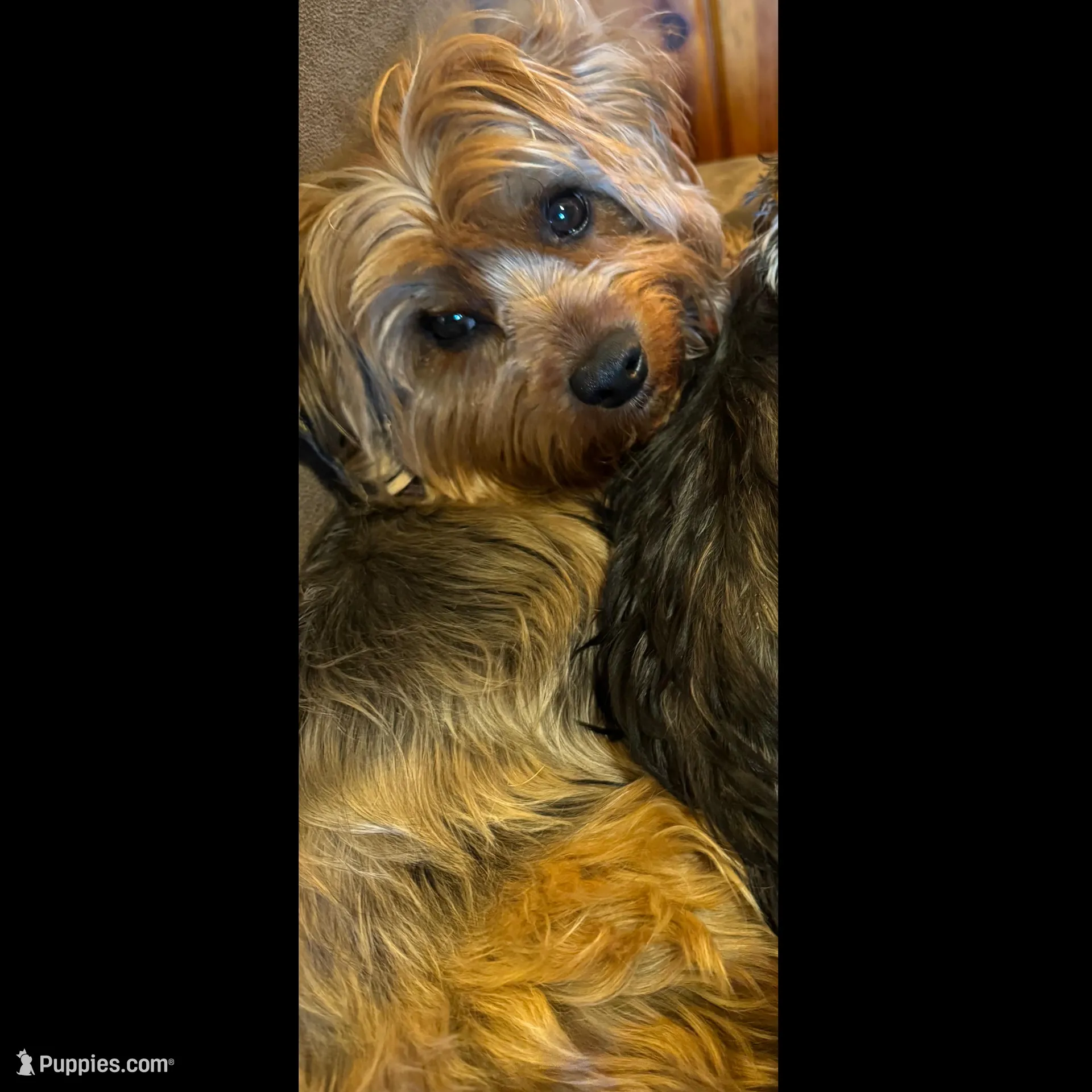 Billie , a male Yorkshire Terrier for sale in Cornville, ME – Photo 2 of 3