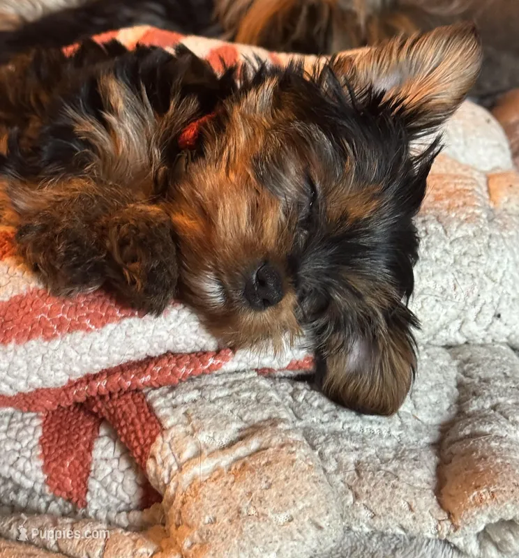 Billie red collar Male  – Yorkshire Terrier puppy for sale in Cornville, ME