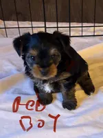 Billie , a male Yorkshire Terrier for sale in Cornville, ME – Photo 1 of 3