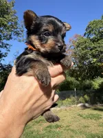 Austin (orange), a male Yorkipoo for sale in Bucksport, ME – 2 of 2