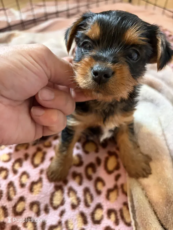 Yorkie  – Yorkshire Terrier puppy for sale in Bangor, ME