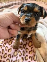Yorkie , a male Yorkshire Terrier for sale in Bangor, ME – 1 of 3