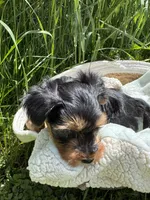 Daisy’s boy 2 yellow, a male Yorkshire Terrier for sale in Bangor, ME – 4 of 9