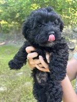Evies boy blue , a male Yorkipoo for sale in Bangor, ME – 1 of 7