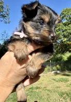 Paris , a female Yorkipoo for sale in Bucksport, ME – 3 of 3