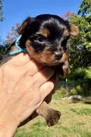 Dallas (aqua), a male Yorkipoo for sale in Bucksport, ME – 1 of 3