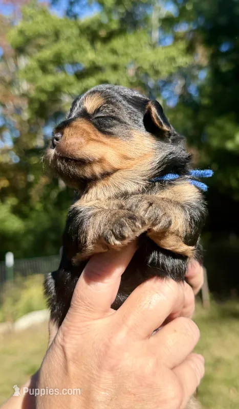 Simon (navy) – Yorkipoo puppy for sale in Bucksport, ME