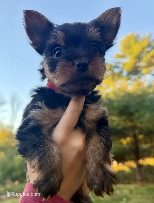 Dallas (red) – Yorkipoo puppy for sale in Bucksport, ME