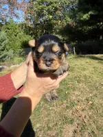 Simon (navy), a male Yorkipoo for sale in Bucksport, ME – 2 of 3