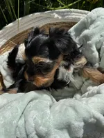 Daisy’s boy 2 yellow, a male Yorkshire Terrier for sale in Bangor, ME – 5 of 9