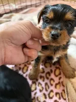 Yorkie , a male Yorkshire Terrier for sale in Bangor, ME – 3 of 3