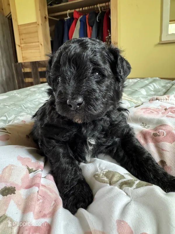 Evies boy 1yellow  – Yorkipoo puppy for sale in Cornville, ME