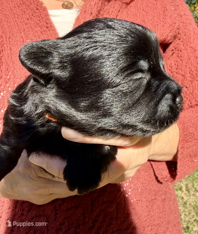 Alvin (orange ) – Yorkipoo puppy for sale in Bucksport, ME