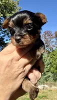 Paris , a female Yorkipoo for sale in Bucksport, ME – 2 of 3