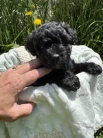 Evies boy blue , a male Yorkipoo for sale in Cornville, ME – 2 of 8
