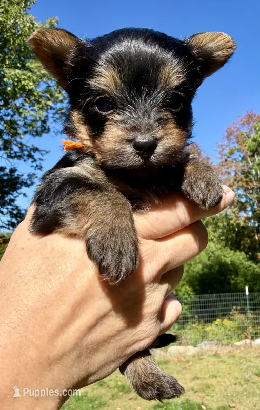 Austin (orange) – Yorkipoo puppy for sale in Bucksport, ME