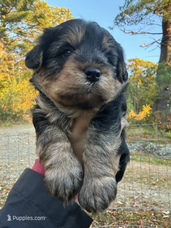Simon (navy) – Yorkipoo puppy for sale in Bucksport, ME