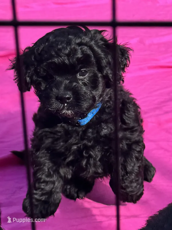 Evies boy blue  – Yorkipoo puppy for sale in Cornville, ME