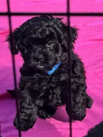 Evies boy blue , a male Yorkipoo for sale in Bangor, ME – 3 of 7