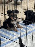 Daisy’s boy 2 yellow, a male Yorkshire Terrier for sale in Bangor, ME – 2 of 9