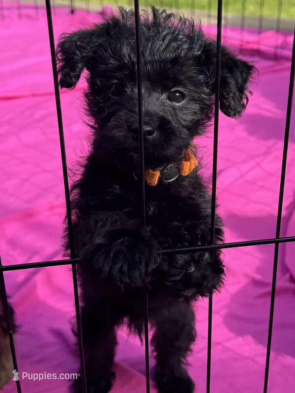 Evies boy 3 orange  – Yorkipoo puppy for sale in Cornville, ME