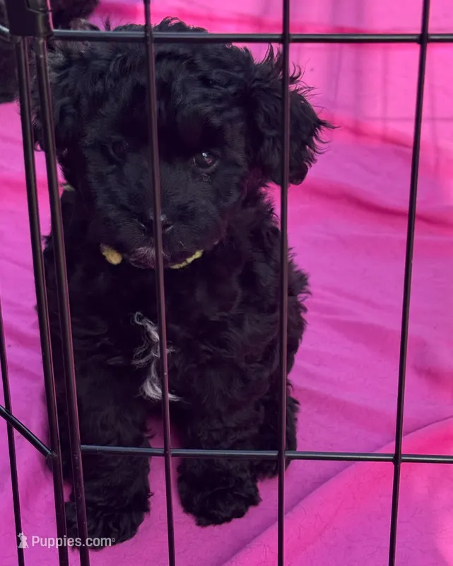 Evies boy 1yellow  – Yorkipoo puppy for sale in Cornville, ME
