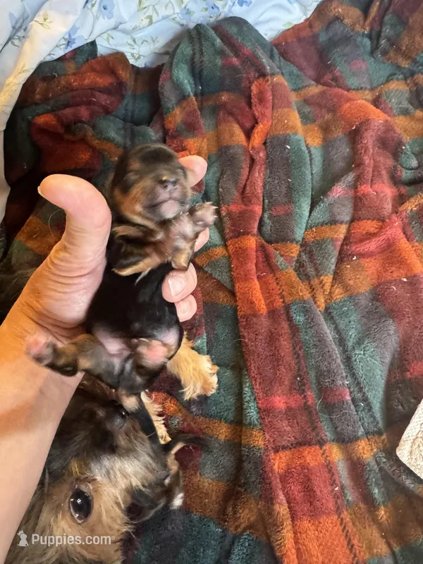 Daisy male 2 – Yorkshire Terrier puppy for sale in Cornville, ME