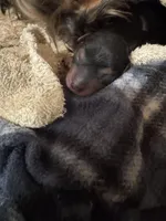 Daisy male 2, a male Yorkshire Terrier for sale in Cornville, ME – Photo 3 of 3