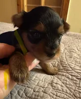 Daisy’s boy 2 yellow, a male Yorkshire Terrier for sale in Cornville, ME – Photo 2 of 5