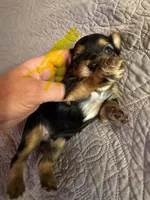 Daisy’s boy 2 yellow, a male Yorkshire Terrier for sale in Cornville, ME – Photo 3 of 5
