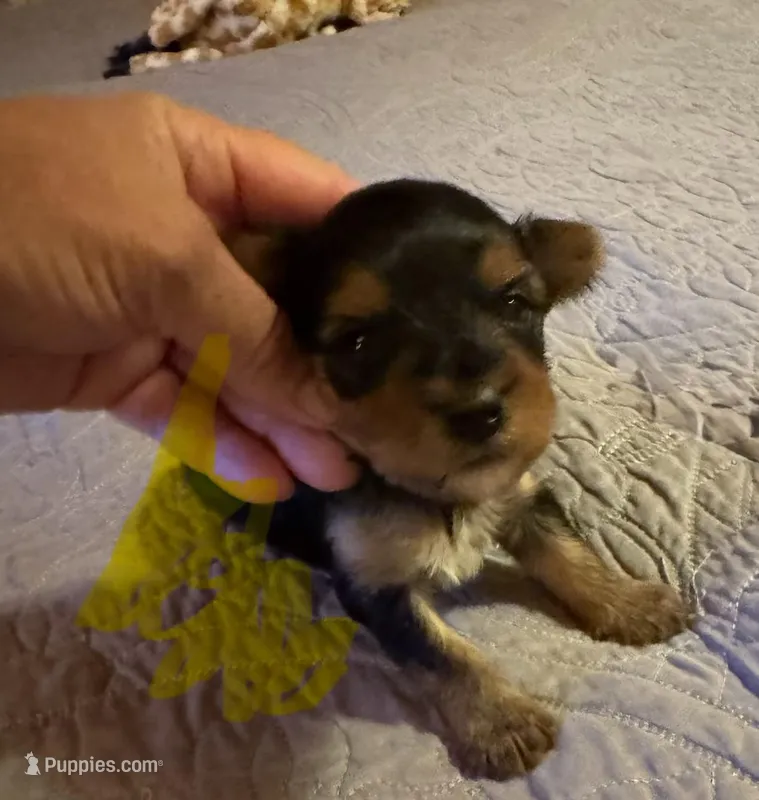Daisy’s boy 2 yellow – Yorkshire Terrier puppy for sale in Cornville, ME