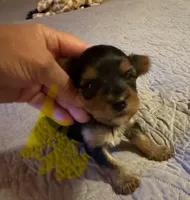 Daisy’s boy 2 yellow, a male Yorkshire Terrier for sale in Cornville, ME – Photo 1 of 5