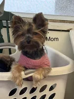 Daisy’s boy 2 yellow, a male Yorkshire Terrier for sale in Cornville, ME – Photo 4 of 5