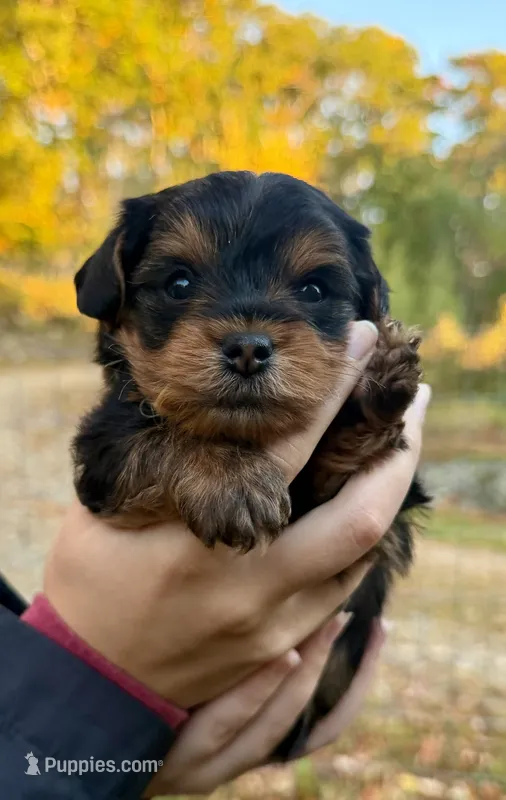 Theodore ( green) – Yorkipoo puppy for sale in Bucksport, ME