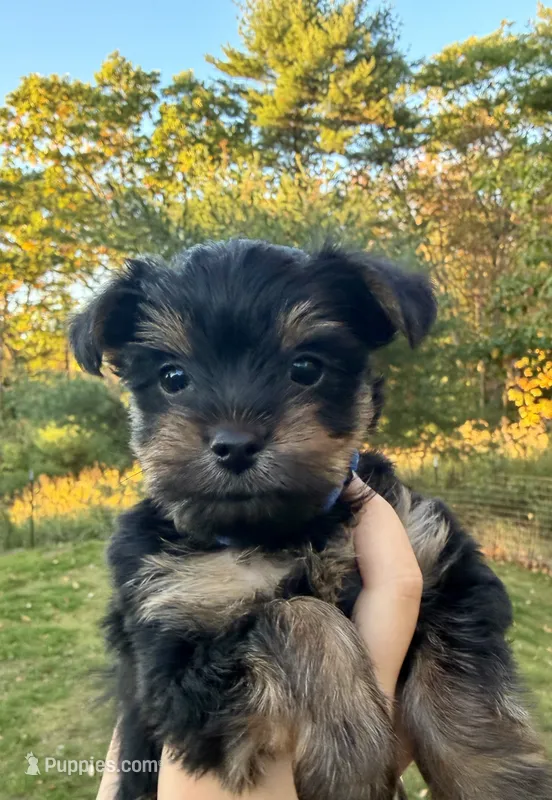 Memphis ( navy) – Yorkipoo puppy for sale in Bucksport, ME