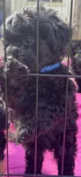 Evies boy blue , a male Yorkipoo for sale in Bangor, ME – 4 of 7