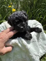 Evies boy blue , a male Yorkipoo for sale in Cornville, ME – 5 of 8