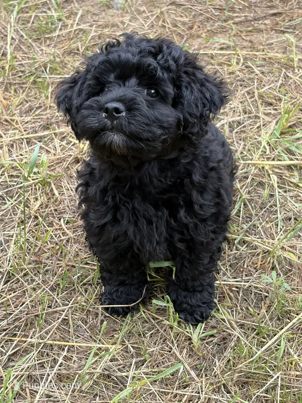 Evies boy blue  – Yorkipoo puppy for sale in Bangor, ME