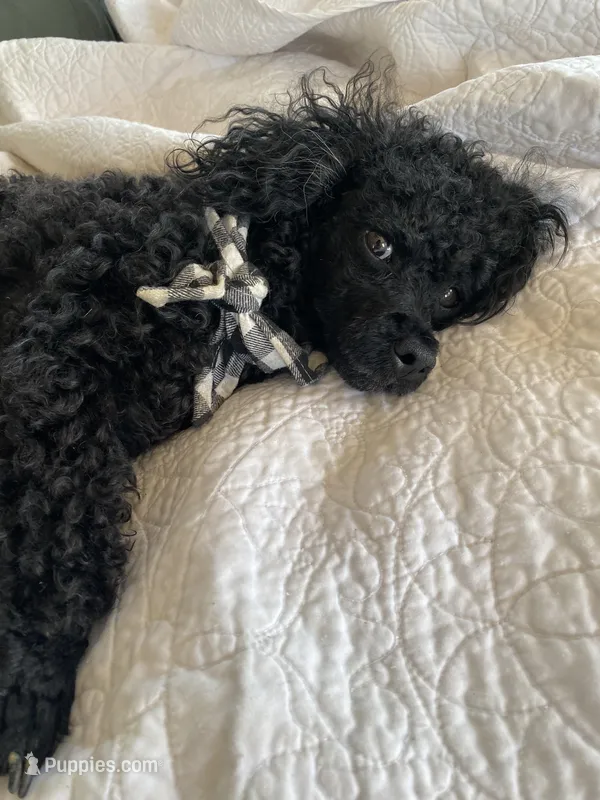 Male 2  – Yorkipoo puppy for sale in Cornville, ME