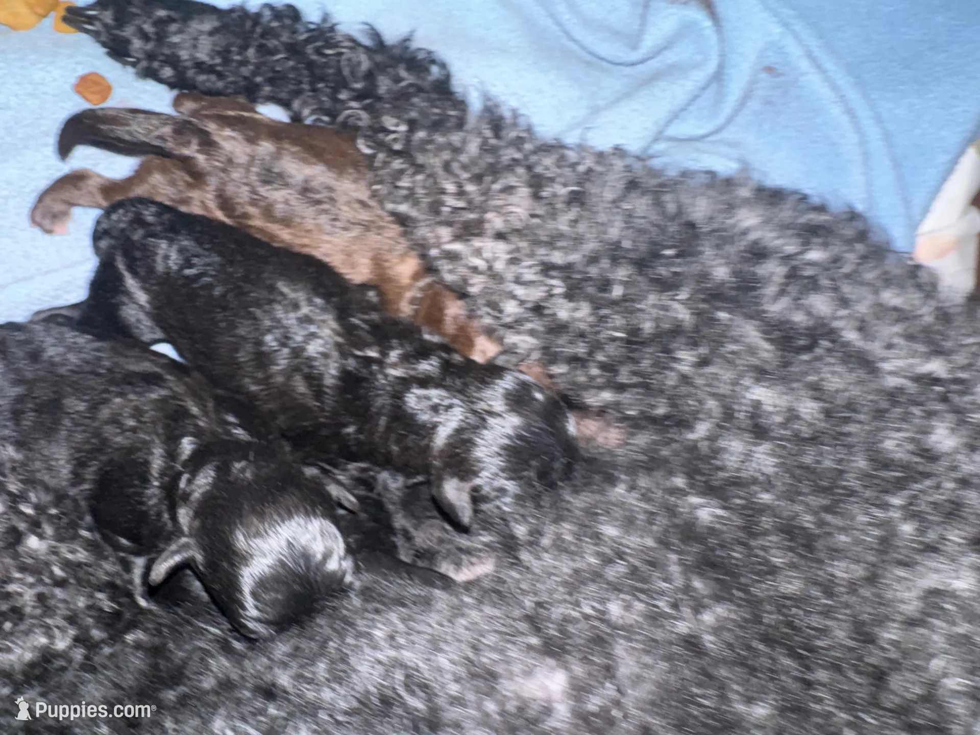 Male 2 , a male Yorkipoo for sale in Cornville, ME – Photo 3 of 3