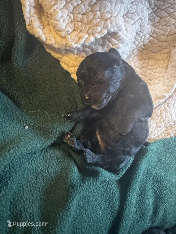 Male 2  – Yorkipoo puppy for sale in Cornville, ME
