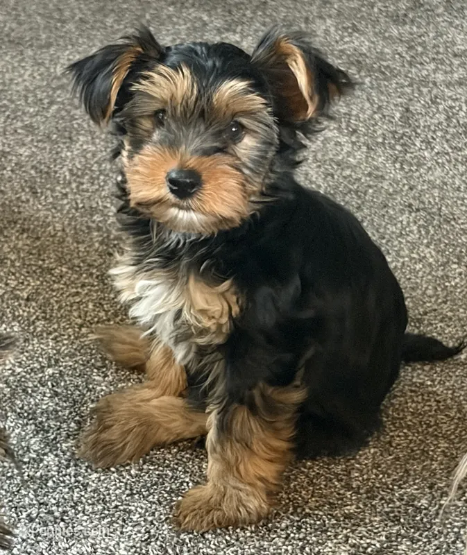 Daisy’s boy 2 yellow – Yorkshire Terrier puppy for sale in Bangor, ME