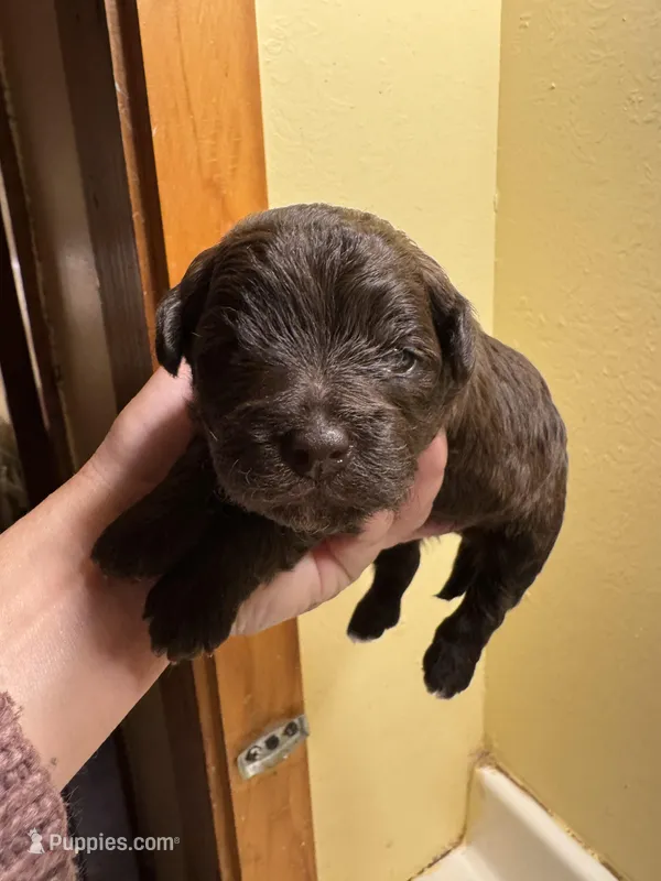 Chocolate female  – Yorkipoo puppy for sale in Cornville, ME