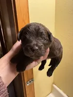 Chocolate female , a female Yorkipoo for sale in Cornville, ME – Photo 1 of 6